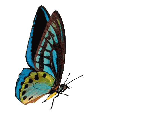 sai kids preschool gif